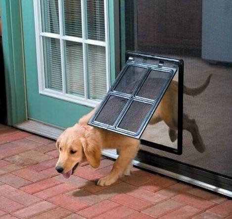 Pet Screen Door: Hassle-Free Access for Cats and Dogs - #pawlife